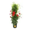 Grower's Choice Outdoor Mandevilla Teepee Bush In 12 In. Grower Pot, Avg. Shipping Height 5 Ft. Tall -ECO PLANTS SHOP costa farms annuals xl mtr g pot 01 64 1000