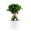 Ficus Bonsai Indoor Plant In 6 In. White Pot, Average Shipping Height 1-2 Ft. Tall -ECO PLANTS SHOP costa farms bonsai trees 6bonsaibowlficus 64 1000