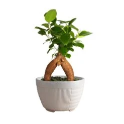 Petite Grower's Choice Ficus Bonsai Indoor Plant In 4.75 In. White Decor Container, Average Shipping Height 10 In. Tall