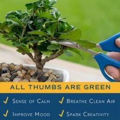 DIY Grower's Choice Bonsai Indoor/Outdoor Plant Kit, Average Shipping Height 7 In. Tall -ECO PLANTS SHOP costa farms bonsai trees s bon p bei 01 1d 1000