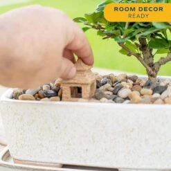 DIY Grower's Choice Bonsai Indoor/Outdoor Plant Kit, Average Shipping Height 7 In. Tall -ECO PLANTS SHOP costa farms bonsai trees s bon p bei 01 31 1000