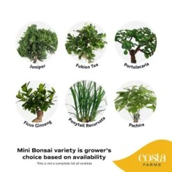 DIY Grower's Choice Bonsai Indoor/Outdoor Plant Kit, Average Shipping Height 7 In. Tall -ECO PLANTS SHOP costa farms bonsai trees s bon p bei 01 40 1000