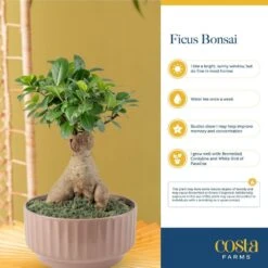 DIY Grower's Choice Bonsai Indoor/Outdoor Plant Kit, Average Shipping Height 7 In. Tall -ECO PLANTS SHOP costa farms bonsai trees s bon p bei 01 66 1000