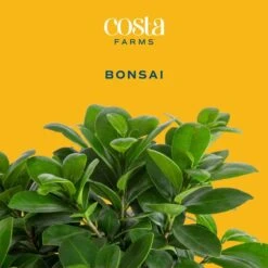 DIY Grower's Choice Bonsai Indoor/Outdoor Plant Kit, Average Shipping Height 7 In. Tall -ECO PLANTS SHOP costa farms bonsai trees s bon p bei 01 c3 1000