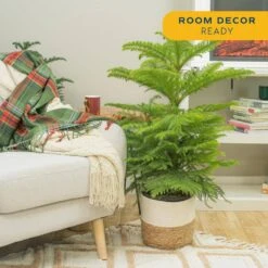 Norfolk Island Pine Indoor Holiday Plant In 10 In. 2-Tone Decor Pot, Avg. Shipping Height 3 Ft. Tall -ECO PLANTS SHOP costa farms fresh christmas plants 10norfolkpine 4f 1000