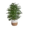 Norfolk Island Pine Indoor Holiday Plant In 10 In. 2-Tone Decor Pot, Avg. Shipping Height 3 Ft. Tall