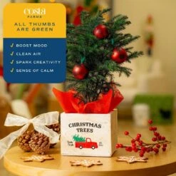 Fresh Norfolk Island Pine Indoor Plant In 4 In. Decor Pot, Avg. Shipping Height 10 In. Tall -ECO PLANTS SHOP costa farms fresh christmas plants 4norfolkburlap 1f 1000