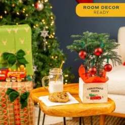 Fresh Norfolk Island Pine Indoor Plant In 4 In. Decor Pot, Avg. Shipping Height 10 In. Tall -ECO PLANTS SHOP costa farms fresh christmas plants 4norfolkburlap 4f 1000