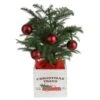 Fresh Norfolk Island Pine Indoor Plant In 4 In. Decor Pot, Avg. Shipping Height 10 In. Tall -ECO PLANTS SHOP costa farms fresh christmas plants 4norfolkburlap 64 1000