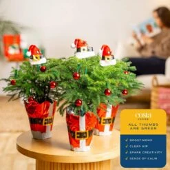 Norfolk Island Pine Indoor Plant In 4 In. Christmas Wrap & Topper, Avg. Shipping Height 10 In. Tall (3-Pack) -ECO PLANTS SHOP costa farms fresh christmas plants 4norfolkpine3pk 1f 1000