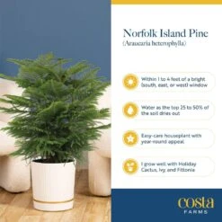 Norfolk Island Pine Indoor Plant In 4 In. Christmas Wrap & Topper, Avg. Shipping Height 10 In. Tall (3-Pack) -ECO PLANTS SHOP costa farms fresh christmas plants 4norfolkpine3pk 44 1000