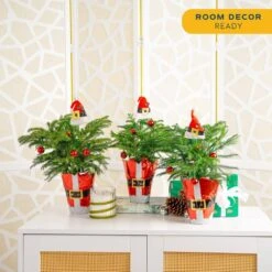 Norfolk Island Pine Indoor Plant In 4 In. Christmas Wrap & Topper, Avg. Shipping Height 10 In. Tall (3-Pack) -ECO PLANTS SHOP costa farms fresh christmas plants 4norfolkpine3pk 4f 1000