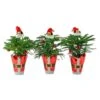 Norfolk Island Pine Indoor Plant In 4 In. Christmas Wrap & Topper, Avg. Shipping Height 10 In. Tall (3-Pack) -ECO PLANTS SHOP costa farms fresh christmas plants 4norfolkpine3pk 64 1000