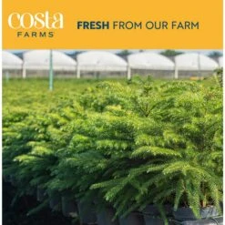 Norfolk Island Pine Indoor Plant In 4 In. Christmas Wrap & Topper, Avg. Shipping Height 10 In. Tall (3-Pack) -ECO PLANTS SHOP costa farms fresh christmas plants 4norfolkpine3pk 76 1000