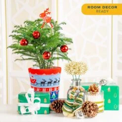 Norfolk Island Pine Indoor Plant In 6 In. Ugly Sweater Decor Pot, Avg. Shipping Height 1-2 Ft. Tall -ECO PLANTS SHOP costa farms fresh christmas plants 6norfolkpine2pk 1f 1000