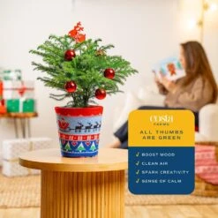 Norfolk Island Pine Indoor Plant In 6 In. Ugly Sweater Decor Pot, Avg. Shipping Height 1-2 Ft. Tall -ECO PLANTS SHOP costa farms fresh christmas plants 6norfolkpine2pk 4f 1000