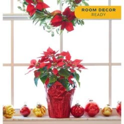 Fresh Red Poinsettia Indoor Plant With 1 Pt. Red Pot Cover, Avg. Shipping Height 10 In Tall (Live 12-Pack) -ECO PLANTS SHOP costa farms fresh christmas plants co 4poin 3 red 12pk 4f 1000