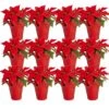 Fresh Red Poinsettia Indoor Plant With 1 Pt. Red Pot Cover, Avg. Shipping Height 10 In Tall (Live 12-Pack) -ECO PLANTS SHOP costa farms fresh christmas plants co 4poin 3 red 12pk 64 1000