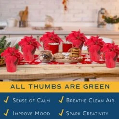 Fresh Red Poinsettia Indoor Plant With 1 Pt. Red Pot Cover, Avg. Shipping Height 10 In Tall (Live 12-Pack) -ECO PLANTS SHOP costa farms fresh christmas plants co 4poin 3 red 12pk 76 1000