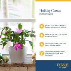 Grower's Choice Holiday Christmas Cactus In 4 In. Decor Pot Cover, Avg. Shipping Height 8 In. (2-Pack) 14 Grower's Choice Holiday Christmas Cactus In 4 In. Decor Pot Cover, Avg. Shipping Height 8 In. (2-Pack) -ECO PLANTS SHOP costa farms fresh christmas plants co 4zygo 3 gold 44 1000