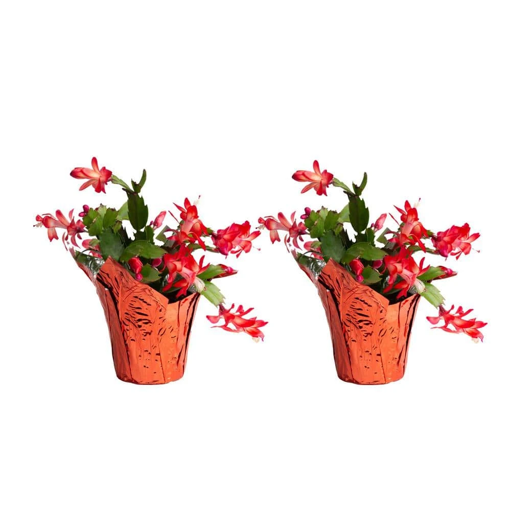 Grower's Choice Holiday Christmas Cactus In 4 In. Decor Pot Cover, Avg. Shipping Height 8 In. (2-Pack) 3 Grower's Choice Holiday Christmas Cactus In 4 In. Decor Pot Cover, Avg. Shipping Height 8 In. (2-Pack)