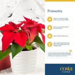 Fresh Live Holiday Poinsettia Indoor Plant In 6 In. Gold Decor Pot, Avg. Shipping Height 1-2 Ft. Tall -ECO PLANTS SHOP costa farms fresh christmas plants co 6poin 3 tori 31 1000
