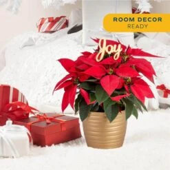Fresh Live Holiday Poinsettia Indoor Plant In 6 In. Gold Decor Pot, Avg. Shipping Height 1-2 Ft. Tall -ECO PLANTS SHOP costa farms fresh christmas plants co 6poin 3 tori 4f 1000
