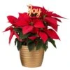 Fresh Live Holiday Poinsettia Indoor Plant In 6 In. Gold Decor Pot, Avg. Shipping Height 1-2 Ft. Tall