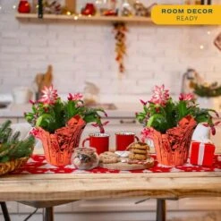 Grower's Choice Holiday Christmas Cactus In 6 In. Decor Pot Cover, Avg. Shipping Height 10 In. (2-Pack) -ECO PLANTS SHOP costa farms fresh christmas plants co 6zygo 3 gold 4f 1000