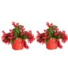 Grower's Choice Holiday Christmas Cactus In 6 In. Decor Pot Cover, Avg. Shipping Height 10 In. (2-Pack) -ECO PLANTS SHOP costa farms fresh christmas plants co 6zygo 3 gold 64 1000
