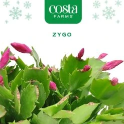 Grower's Choice Holiday Christmas Cactus In 6 In. Decor Pot Cover, Avg. Shipping Height 10 In. (2-Pack) -ECO PLANTS SHOP costa farms fresh christmas plants co 6zygo 3 gold c3 1000