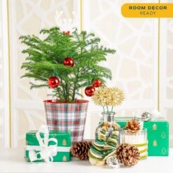 Norfolk Island Pine Indoor Plant In 6in. Holiday Tin Pot, Avg. Shipping Height 1-2ft. Tall W/ Decor Pot And Decorations -ECO PLANTS SHOP costa farms fresh christmas plants co ar06 3 niptin 1f 1000