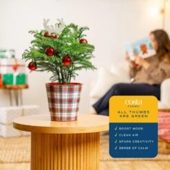 Norfolk Island Pine Indoor Plant In 6in. Holiday Tin Pot, Avg. Shipping Height 1-2ft. Tall W/ Decor Pot And Decorations -ECO PLANTS SHOP costa farms fresh christmas plants co ar06 3 niptin 4f 1000