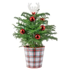 Norfolk Island Pine Indoor Plant In 6in. Holiday Tin Pot, Avg. Shipping Height 1-2ft. Tall W/ Decor Pot And Decorations