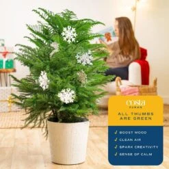 Norfolk Island Pine Indoor Plant In 10 In. Holiday White Decor Planter W/ Snowflakes, Avg. Shipping Height 3 Ft. Tall -ECO PLANTS SHOP costa farms fresh christmas plants co holpk 3 deco 6pk 1f 1000