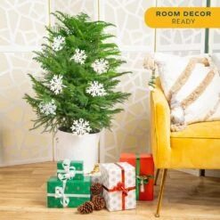 Norfolk Island Pine Indoor Plant In 10 In. Holiday White Decor Planter W/ Snowflakes, Avg. Shipping Height 3 Ft. Tall -ECO PLANTS SHOP costa farms fresh christmas plants co holpk 3 deco 6pk 4f 1000
