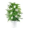 Norfolk Island Pine Indoor Plant In 10 In. Holiday White Decor Planter W/ Snowflakes, Avg. Shipping Height 3 Ft. Tall