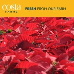 Fresh Red Indoor Poinsettia In 1 Pt. Red Pot Cover, Avg. Shipping Height 10 In. Tall -ECO PLANTS SHOP costa farms fresh christmas plants co4poi3grn1pk 31 1000
