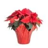 Fresh Red Indoor Poinsettia In 1 Pt. Red Pot Cover, Avg. Shipping Height 10 In. Tall -ECO PLANTS SHOP costa farms fresh christmas plants co4poi3grn1pk 64 1000
