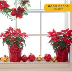 Fresh Red Indoor Poinsettia In 1 Pt. Red Pot Cover, Avg. Shipping Height 10 In. Tall (2-Pack) 10 Fresh Red Indoor Poinsettia In 1 Pt. Red Pot Cover, Avg. Shipping Height 10 In. Tall (2-Pack) -ECO PLANTS SHOP costa farms fresh christmas plants co4poi3grn2pk 4f 1000