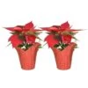 Fresh Red Indoor Poinsettia In 1 Pt. Red Pot Cover, Avg. Shipping Height 10 In. Tall (2-Pack) -ECO PLANTS SHOP costa farms fresh christmas plants co4poi3grn2pk 64 1000