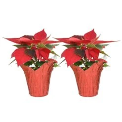 Fresh Red Indoor Poinsettia In 1 Pt. Red Pot Cover, Avg. Shipping Height 10 In. Tall (2-Pack)