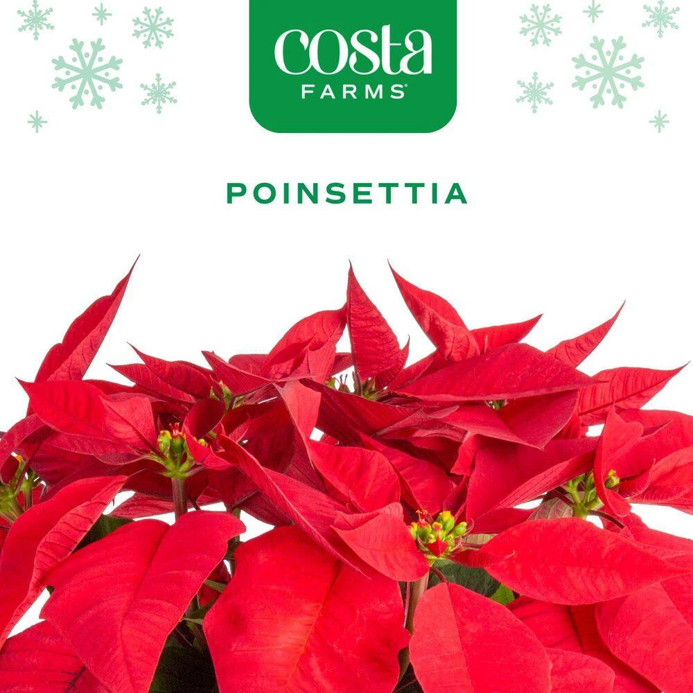 Fresh Red Indoor Poinsettia In 1 Pt. Red Pot Cover, Avg. Shipping Height 10 In. Tall (2-Pack) 4 Fresh Red Indoor Poinsettia In 1 Pt. Red Pot Cover, Avg. Shipping Height 10 In. Tall (2-Pack) - Image 2