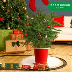 Norfolk Island Pine Indoor Holiday Plant In 10 In. Red Decor Pot, Avg. Shipping Height 3 Ft. Tall -ECO PLANTS SHOP costa farms fresh christmas plants l nip s rwp 01 4f 1000