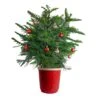 Norfolk Island Pine Indoor Holiday Plant In 10 In. Red Decor Pot, Avg. Shipping Height 3 Ft. Tall