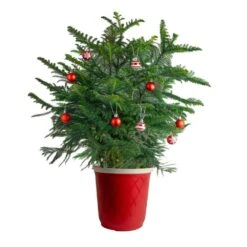 Norfolk Island Pine Indoor Holiday Plant In 10 In. Red Decor Pot, Avg. Shipping Height 3 Ft. Tall