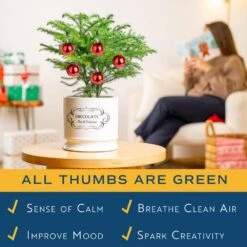 Norfolk Island Pine Indoor Plant In 6 In. White Ceramic Planter, Avg. Shipping Height 1-2 Ft. Tall -ECO PLANTS SHOP costa farms fresh christmas plants m nip p hyw 01 1f 1000