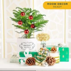 Norfolk Island Pine Indoor Plant In 6 In. White Ceramic Planter, Avg. Shipping Height 1-2 Ft. Tall -ECO PLANTS SHOP costa farms fresh christmas plants m nip p hyw 01 4f 1000