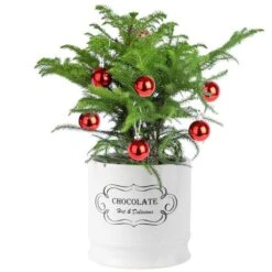 Norfolk Island Pine Indoor Plant In 6 In. White Ceramic Planter, Avg. Shipping Height 1-2 Ft. Tall
