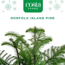 Norfolk Island Pine Indoor Plant In 6 In. White Ceramic Planter, Avg. Shipping Height 1-2 Ft. Tall -ECO PLANTS SHOP costa farms fresh christmas plants m nip p hyw 01 c3 1000